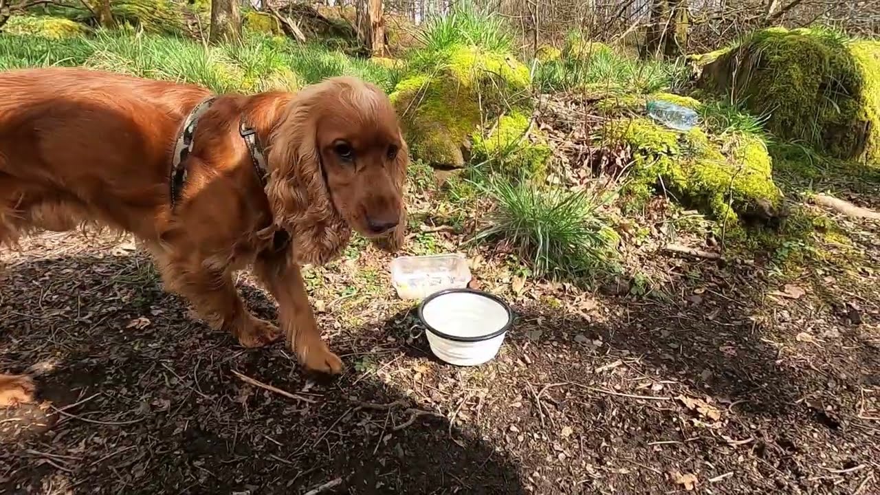 Windyhill Woodland Walk and Bluebell Woods (but no bluebells)
