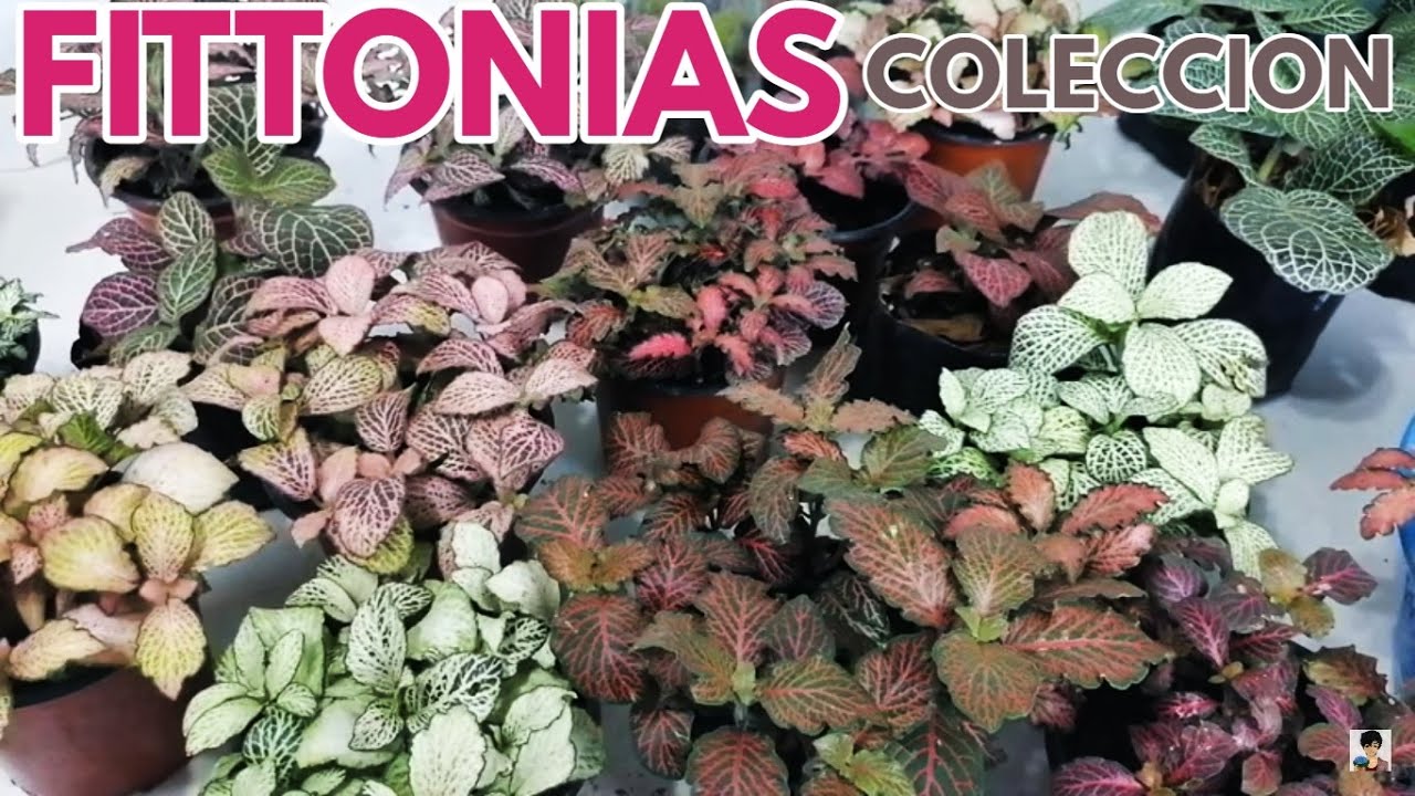 fittonias cuidados y reproduccion CHUYITO JARDINERO