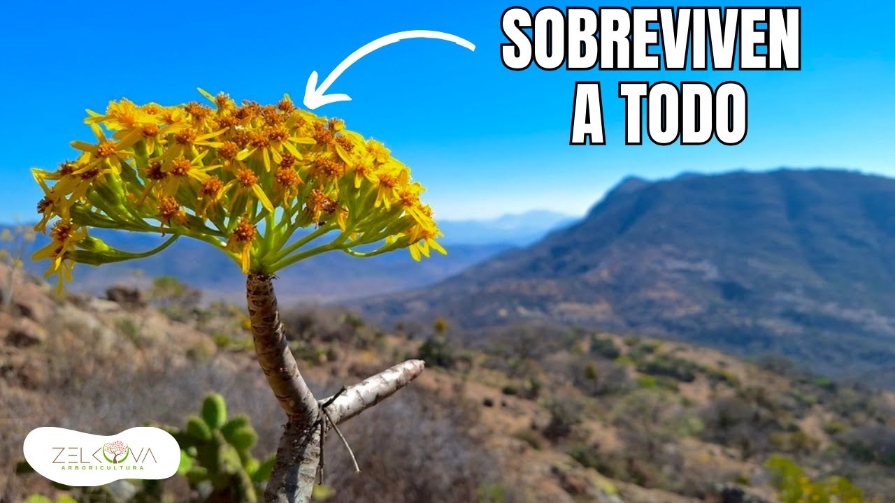 Árboles Mexicanos Resistentes a Todo: Parte 1