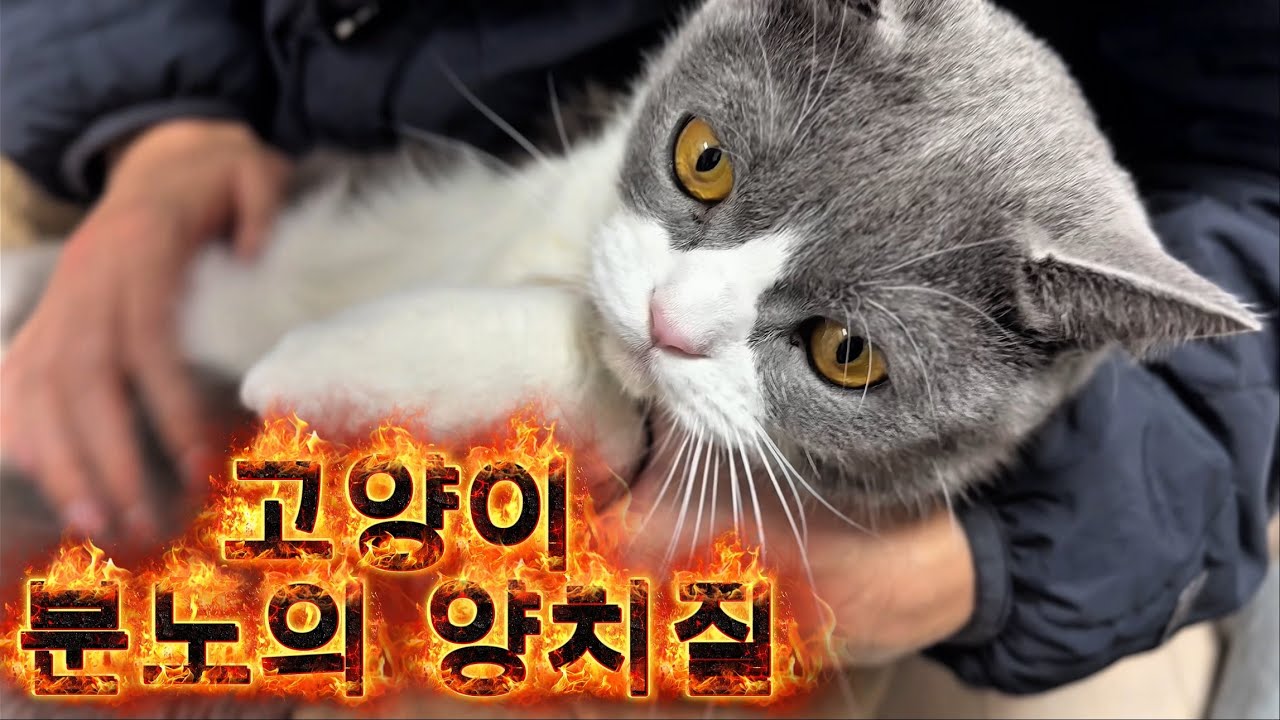 고양이 양치 대작전