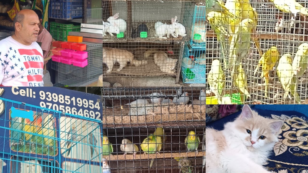 Charminar chowk#birds 🦜#birdsmarket #aseelmurga🐓 #pets #desi murgi#rabbit 🐰