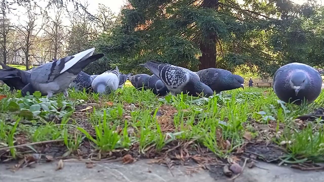 🌽🕊️🐦‍⬛🕊️🌽