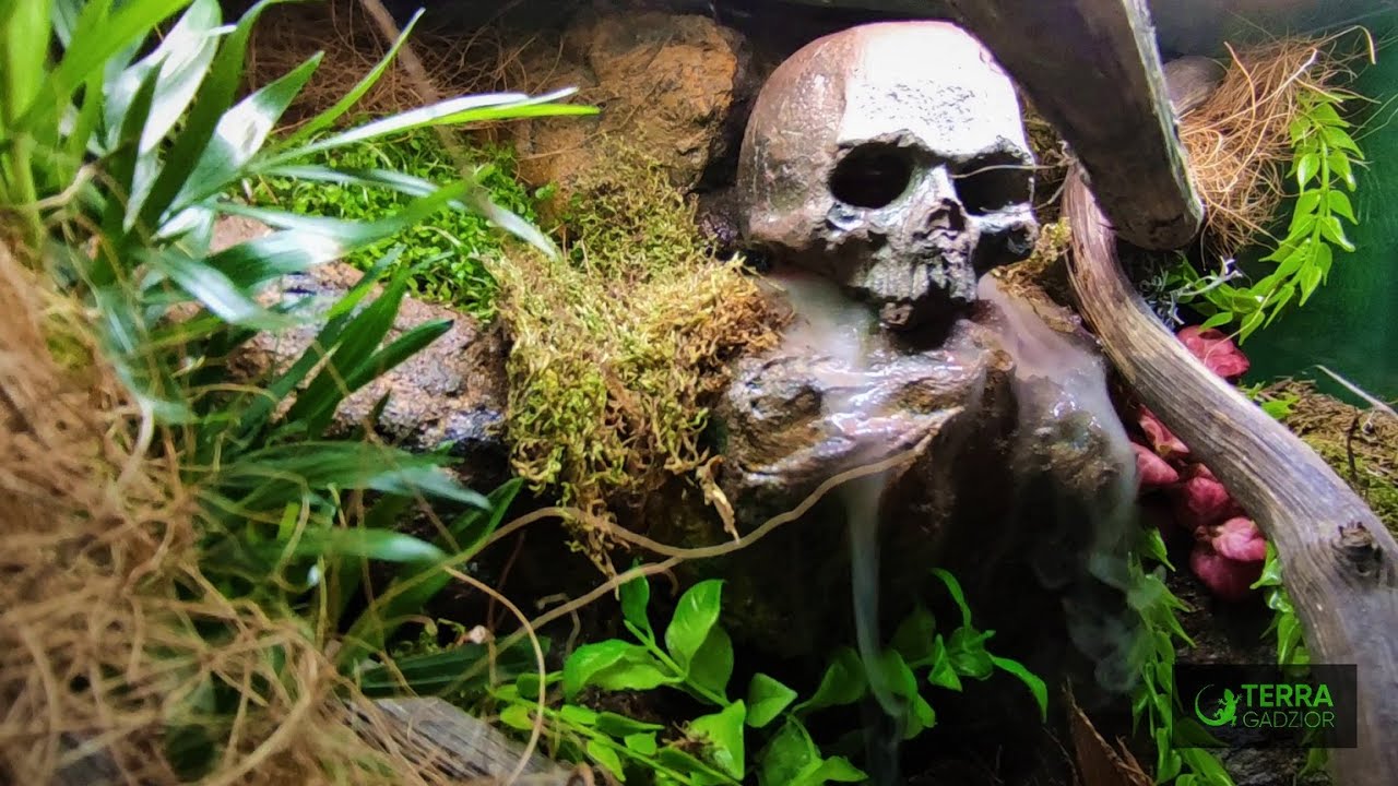 Tropikalne szaleństwo ! Terrarium dla : agamy błotnej ,gekona toke i orzęsionego oraz żaby rogatej;)