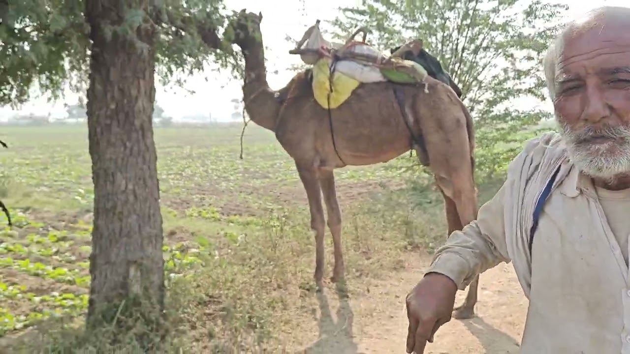 पुष्कर मेले से कोसों दूरी तय कर ऊंटों को खरीदा और ऊंटनी के दूध से की बीमारी दूर होती