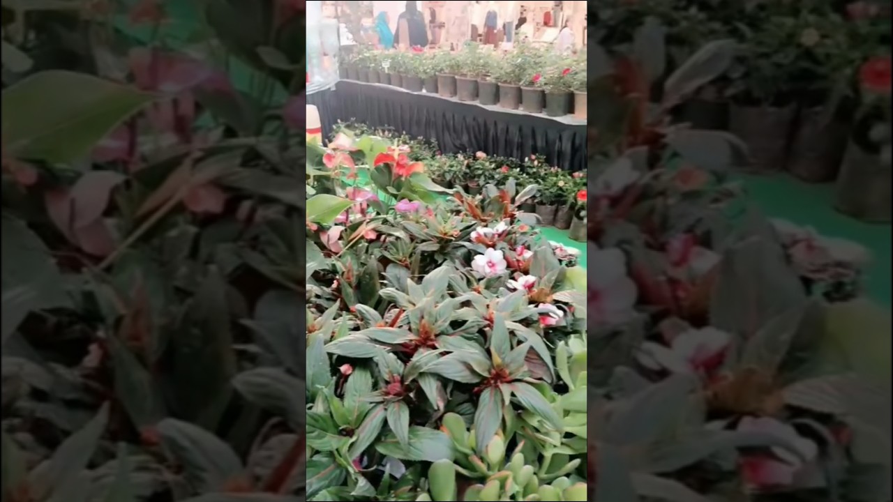 All Variety Plants Best Quality Live Plant Seeds Decorative Foliage #plants #live #lulumall