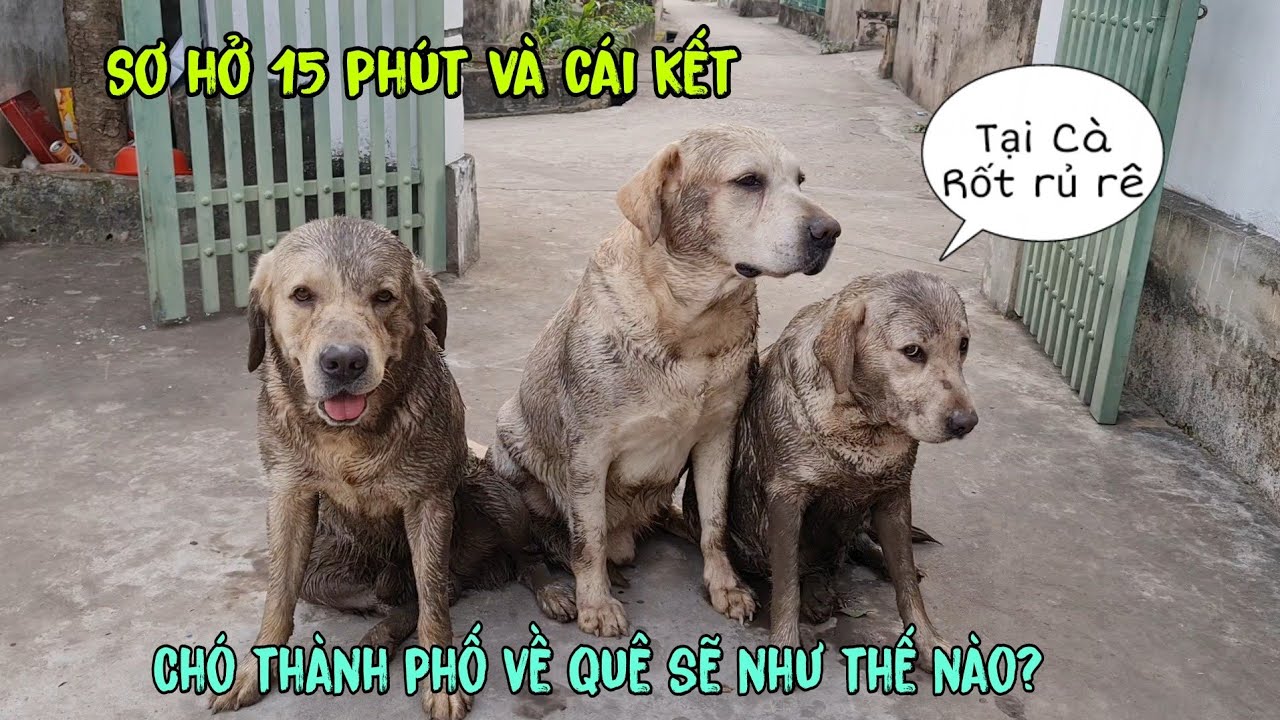 Củ Cải - Chó thành phố mỗi lần về quê là lại đam mê tắm bùn, thằng Nô khóc thét