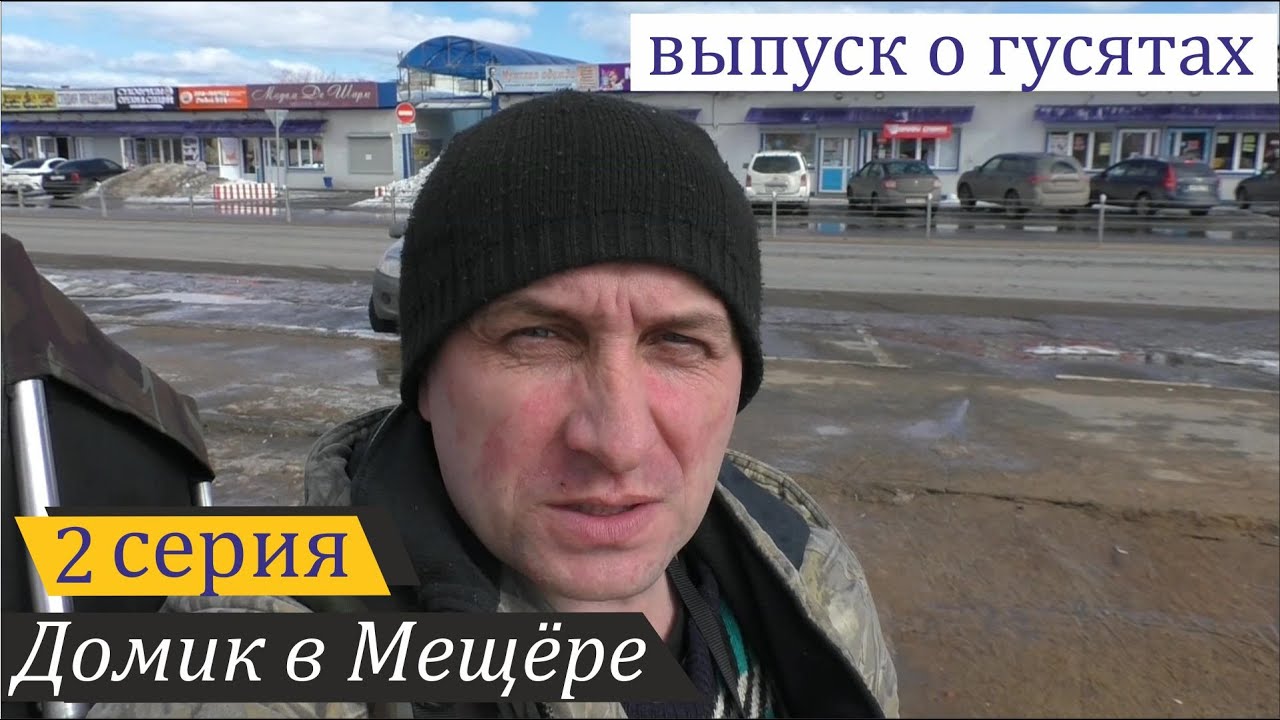 Перевозка и лечение гусят, заболевших на нервной почве. Домик в Мещёре, серия 2