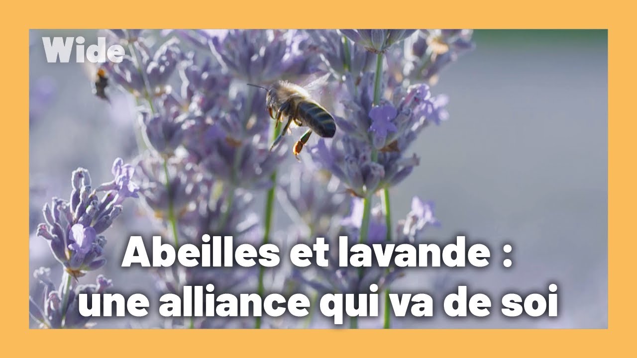 La lavande, meilleure alliée de la Provence I WIDE