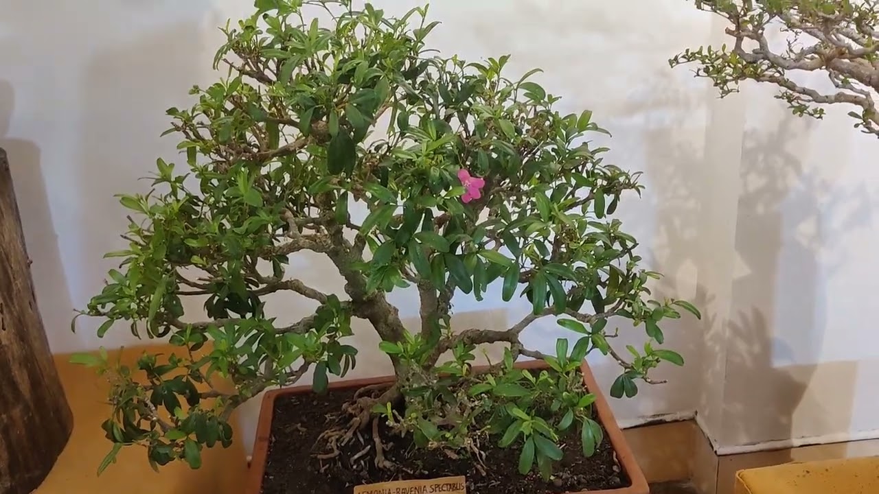 The Indian Bonsai Society exhibition visit 3/2/2023