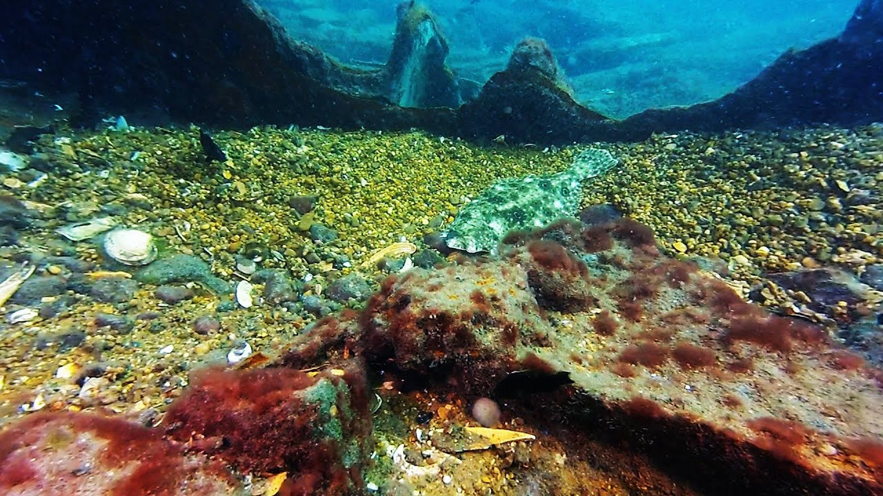 Scuba Diving Winter Quarter Shoals,  Chincoteague Island, VA