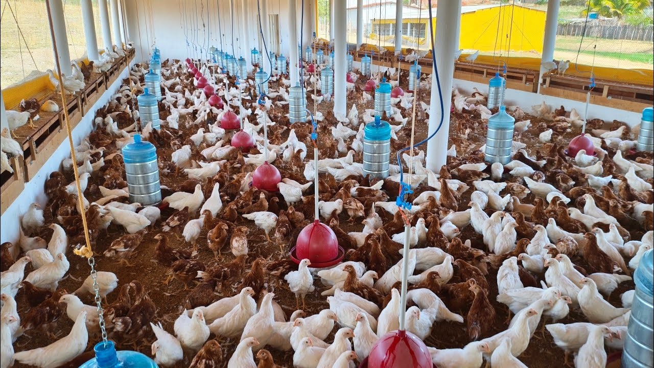 Lote de 2.000 Pintinhas Poedeiras Com 60 dias de vida.🐓🥚