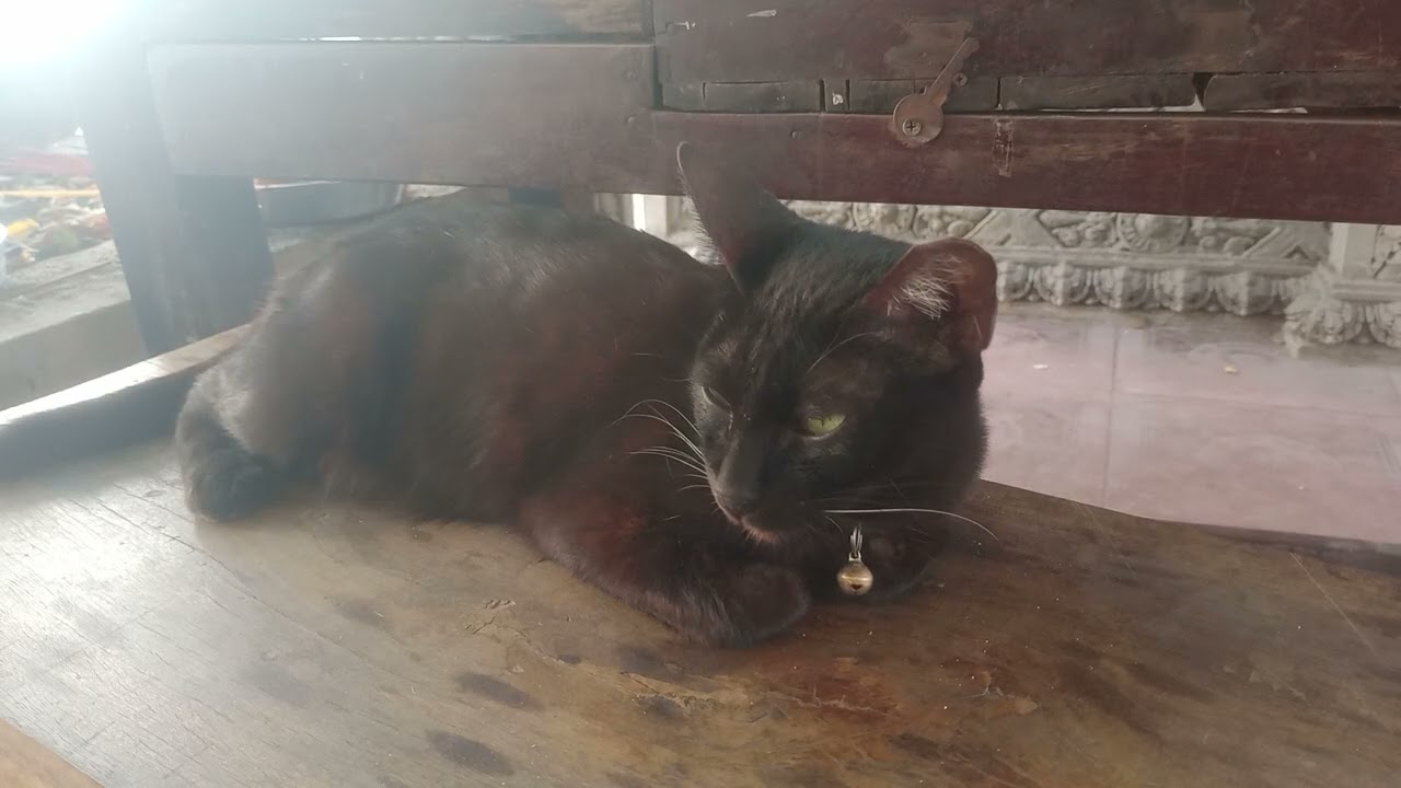 Lovely is Cat, Cat is sleeping.#rabbit #cat #dogs #puppy #kitten #monkey #shortvideo 