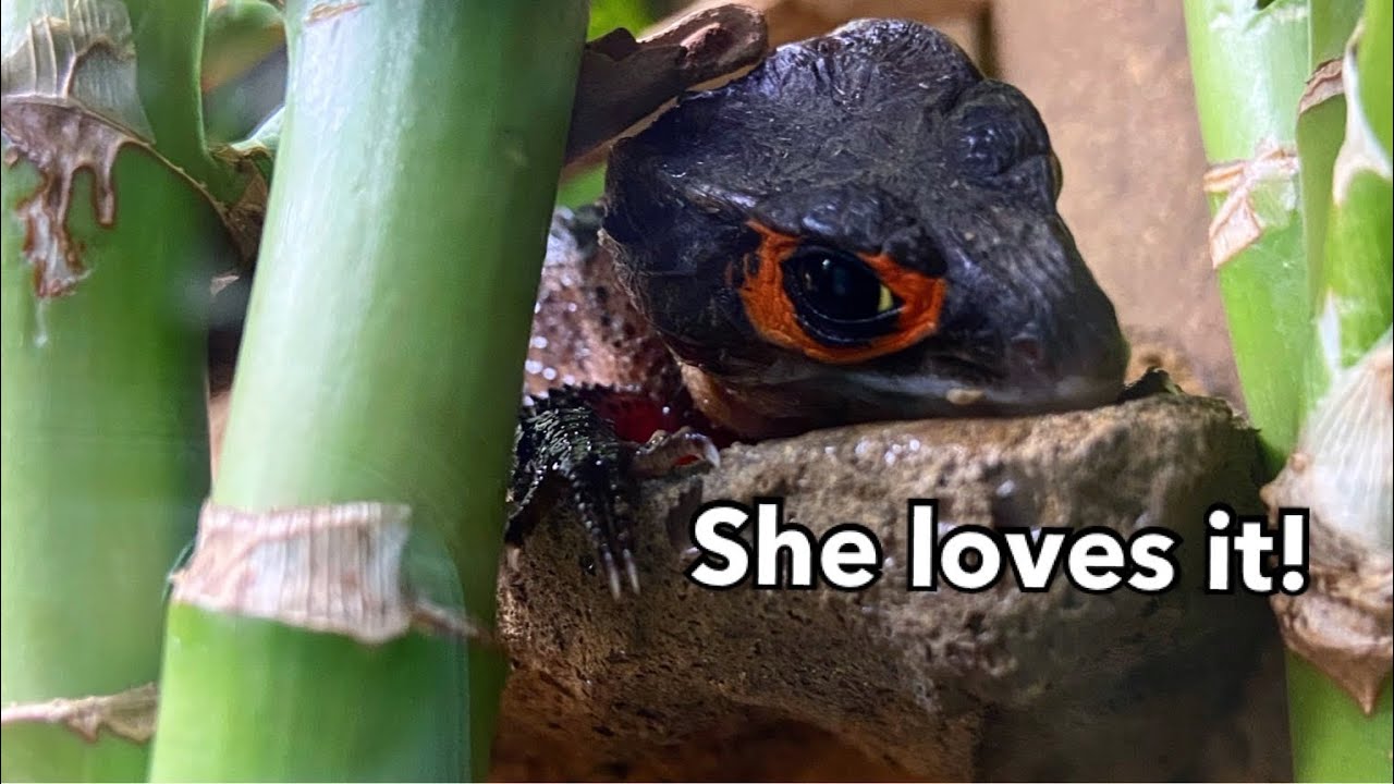 My FAVORITE Red Eyed Crocodile Skink Enclosure!
