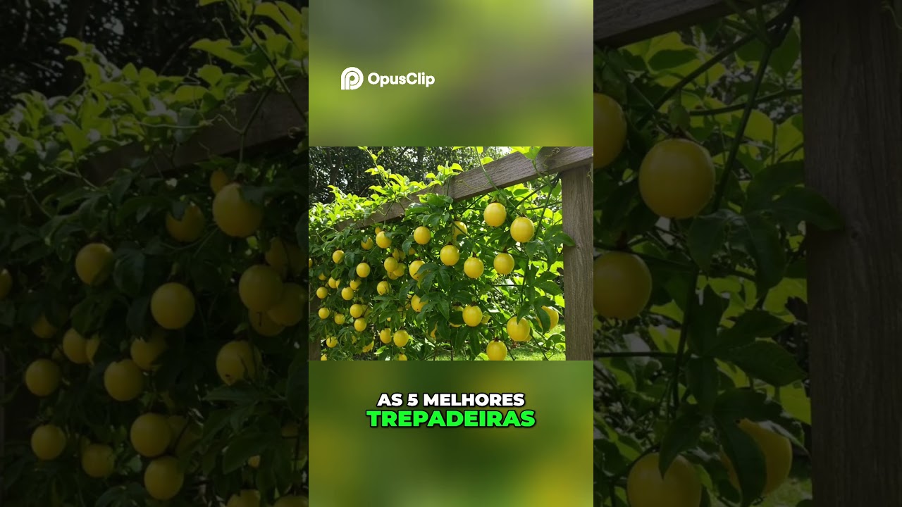 Muro Chapiscado  Transforme em Parede Verde Incrível!