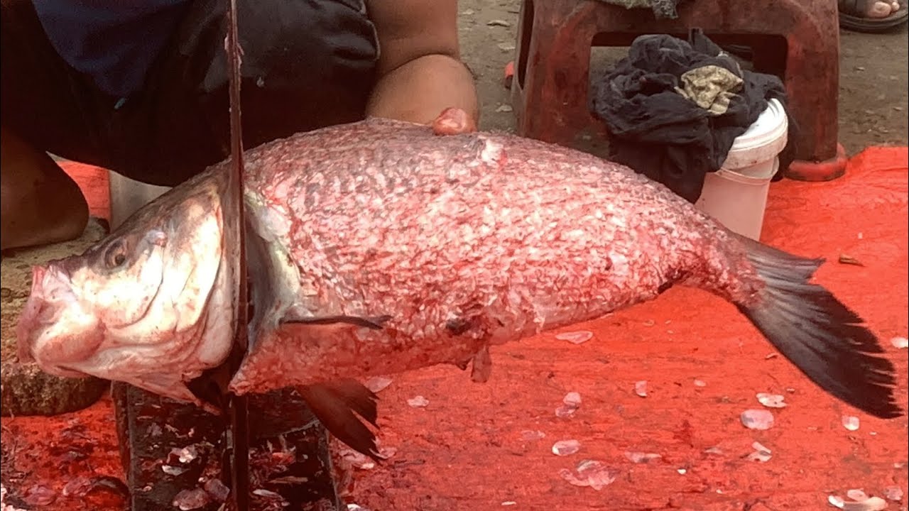 I never seen ll Amazing big Katla fish cutting live skills by expert fish cutter in Fishmarket 