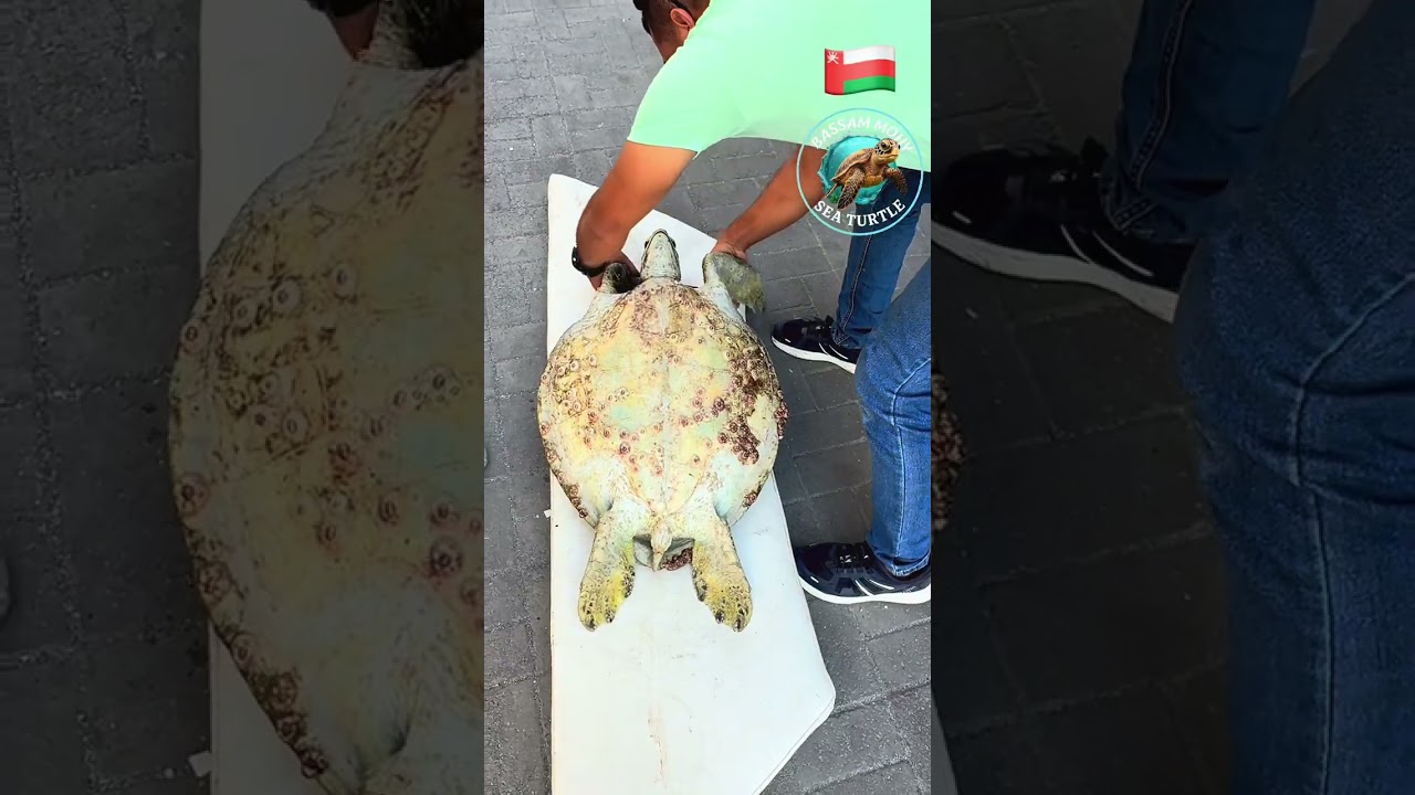 ‏أكبر سلحفاة وأصعب حالة￼⚓️ تم الإنقاذ💪🐢