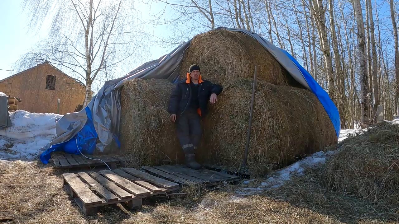 Про ситуацию со скотом, сено 