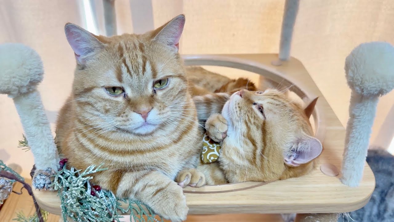 寒波の朝は猫たちはこうなります
