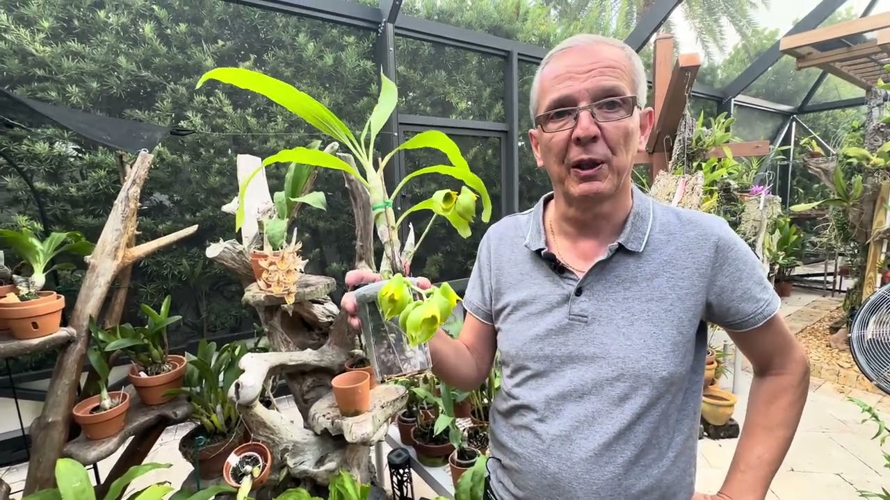 How I care for my Catasetum macrocarpum and Ctsm. Karen Armstrong