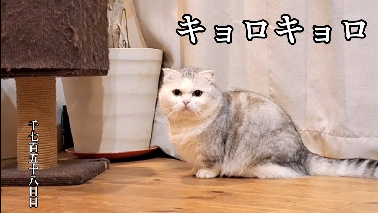キョロキョロ　こねこ成長日記　千七百五十八日目