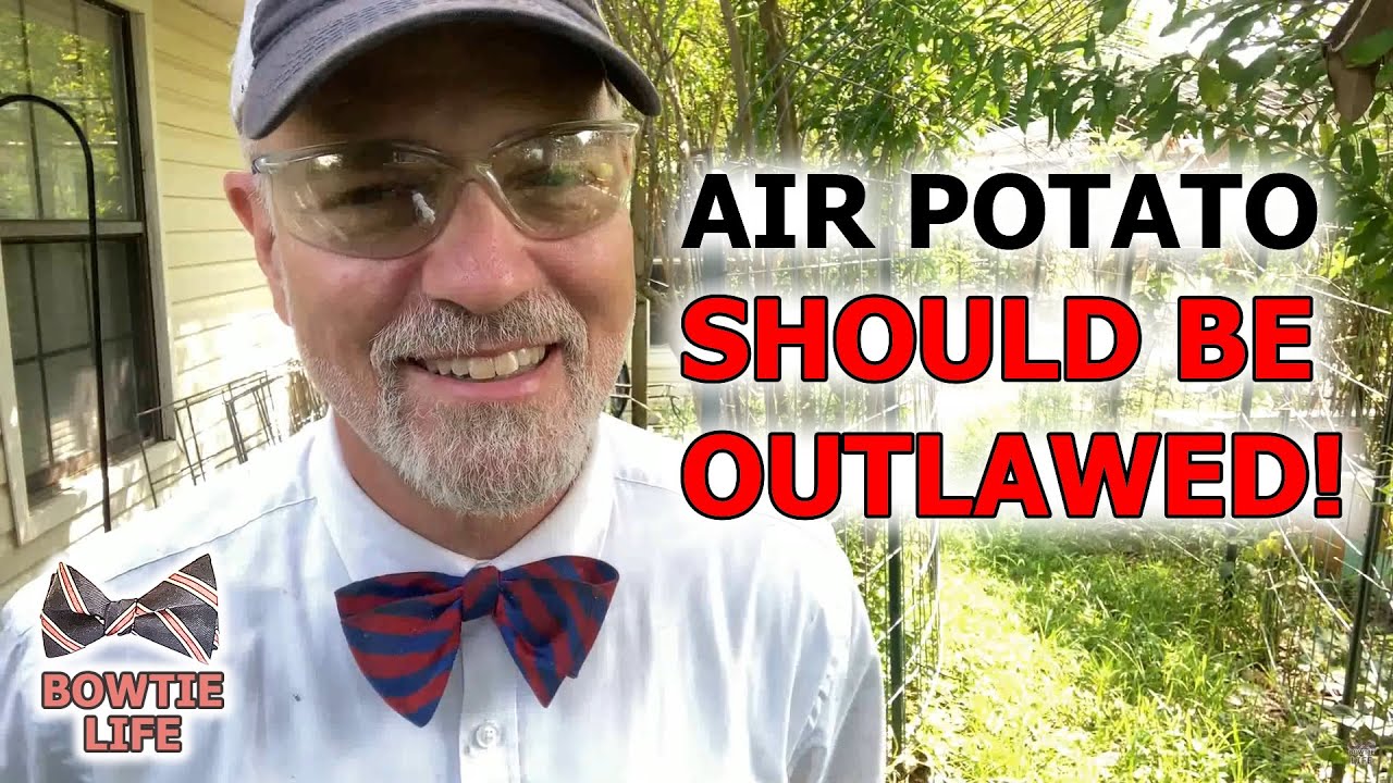 Air Potato Should be OUTLAWED! You'll Be SURPRISED How Prolific it can Be and How Hard It Is to Kill