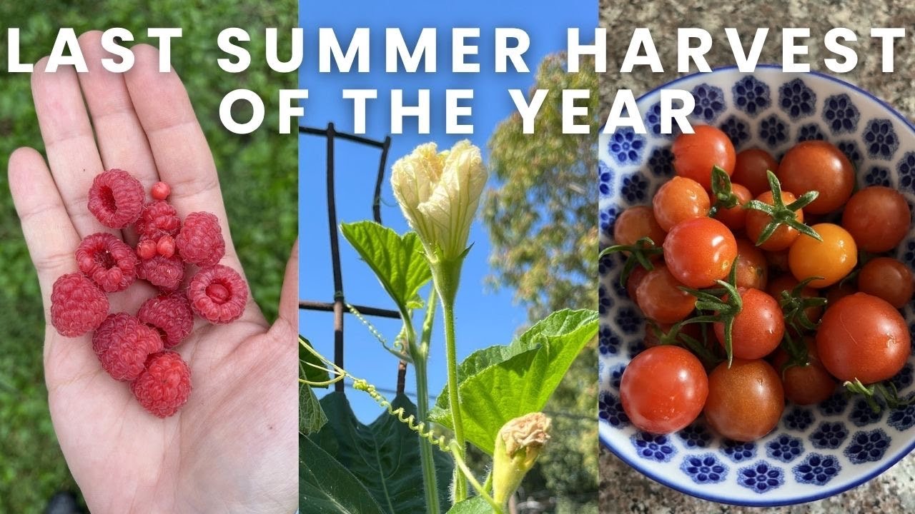 SMALL URBAN GARDEN VLOG | Last Summer Harvest of the Year!