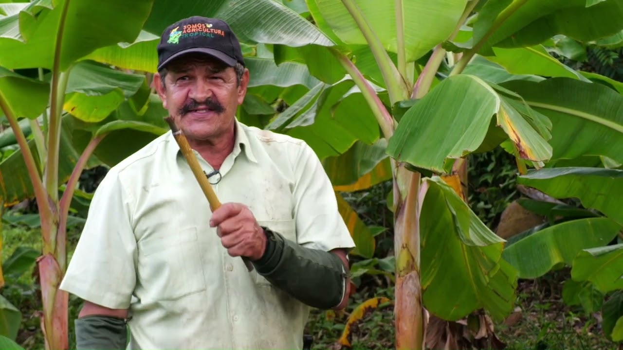Así puede duplicar la semilla de plátano  - Somos Agricultura Tropical
