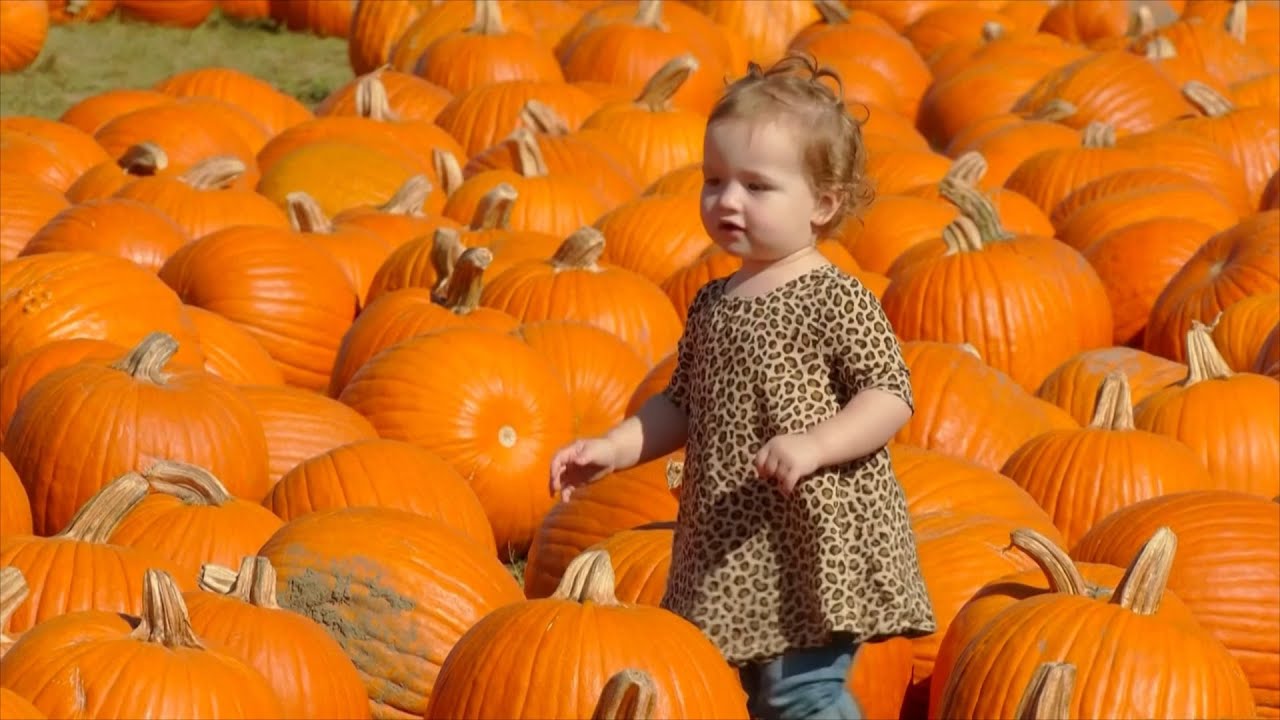 Тыквомания: за что и как давно американцы любят тыквы