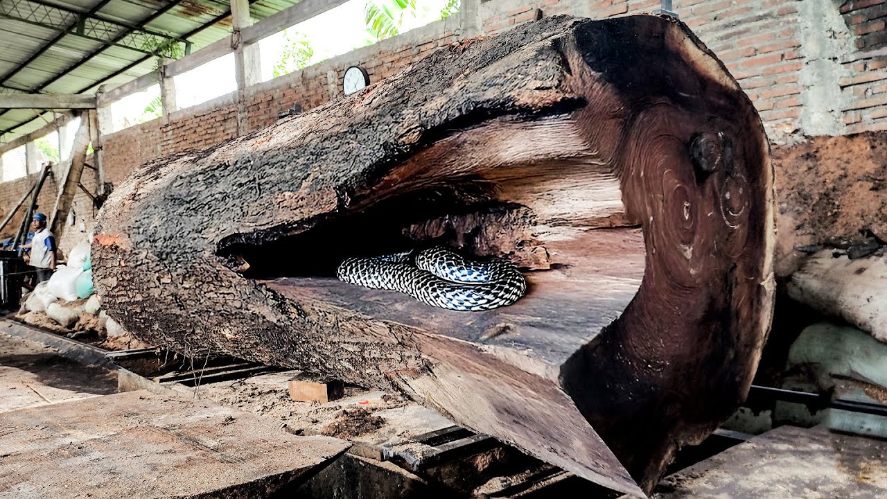 The Most Beautiful Fiber Trembesi Wood Sawing