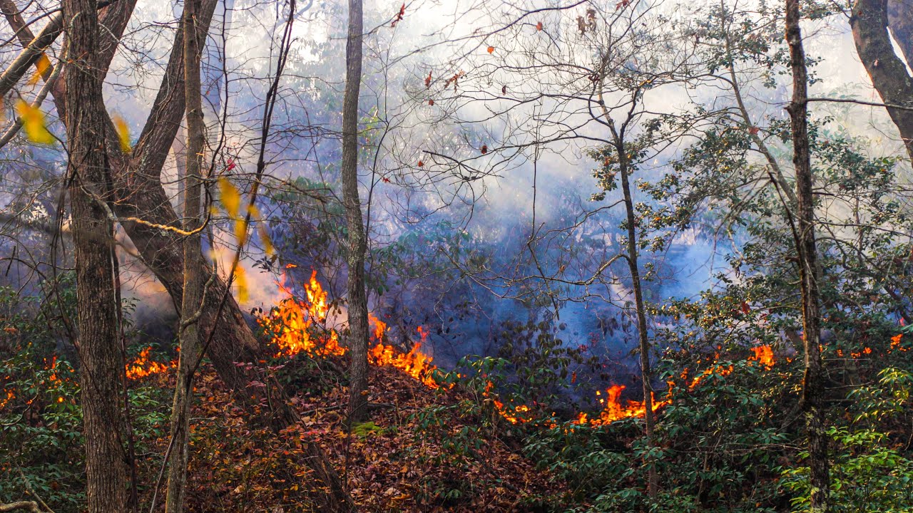 Lakewood NJ Forest Fire Burns 35 Acres – Country Club Wildfire 11/18/24