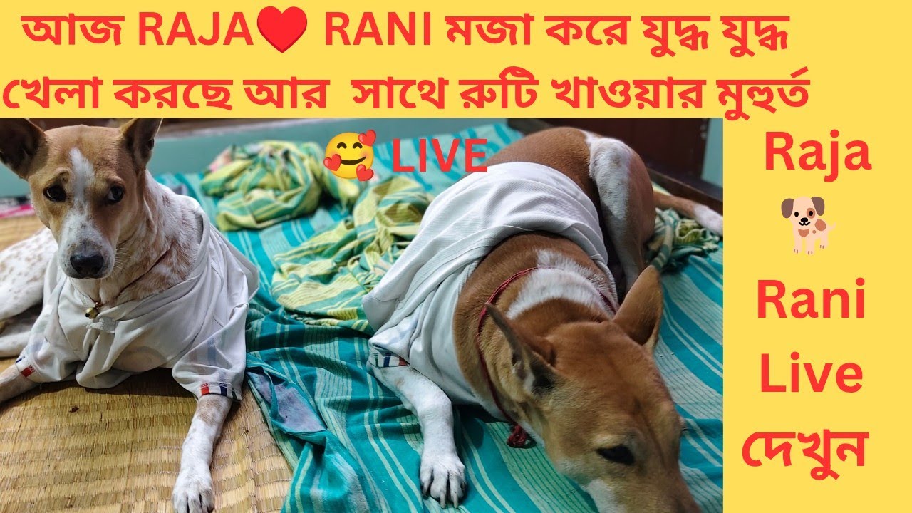 আজ Raja♥️ Rani মজার খেলা সাথে মারপিট দুষ্টুমি আর রুটি খাওয়ার  মুহুর্ত দেখুন 🥰 Live  #RajaRani