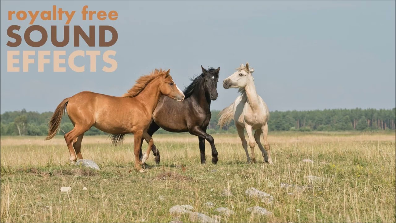stallion horse neigh SOUND EFECT ASMR