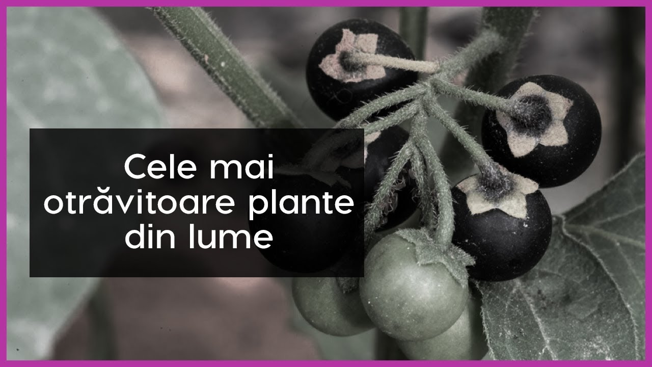 Cele mai otrăvitoare plante din lume
