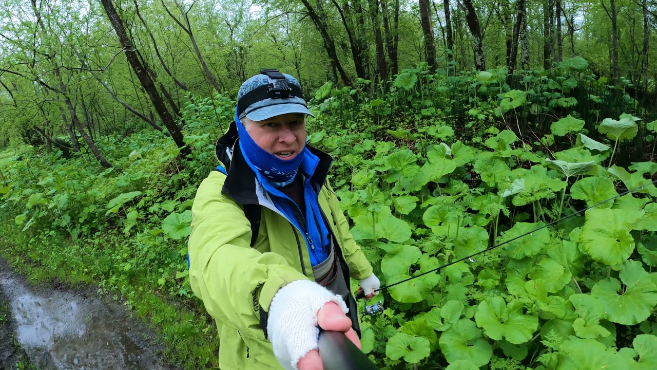 Неуловимый Cherry salmon.. Прогулка со спиннингом по лососевой реке в поисках Sakura masu
