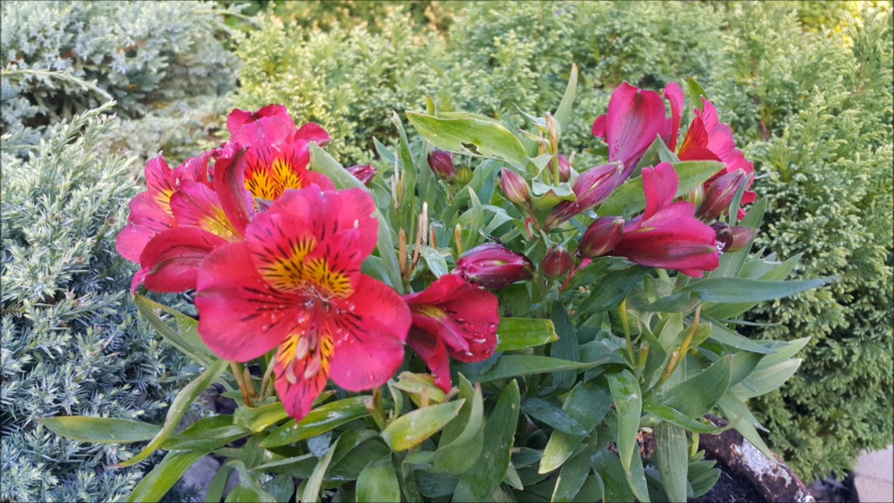 Alstremeria Krasnolica - Poradnik Ogrodowy #101