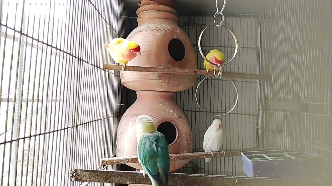 Lucky Lovebirds daily amazing moments forever 🥳🦜🐦🕊️
