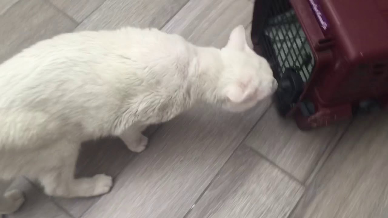 ZEUS gato con trauma en la cabeza Parte 4 (recuperado)