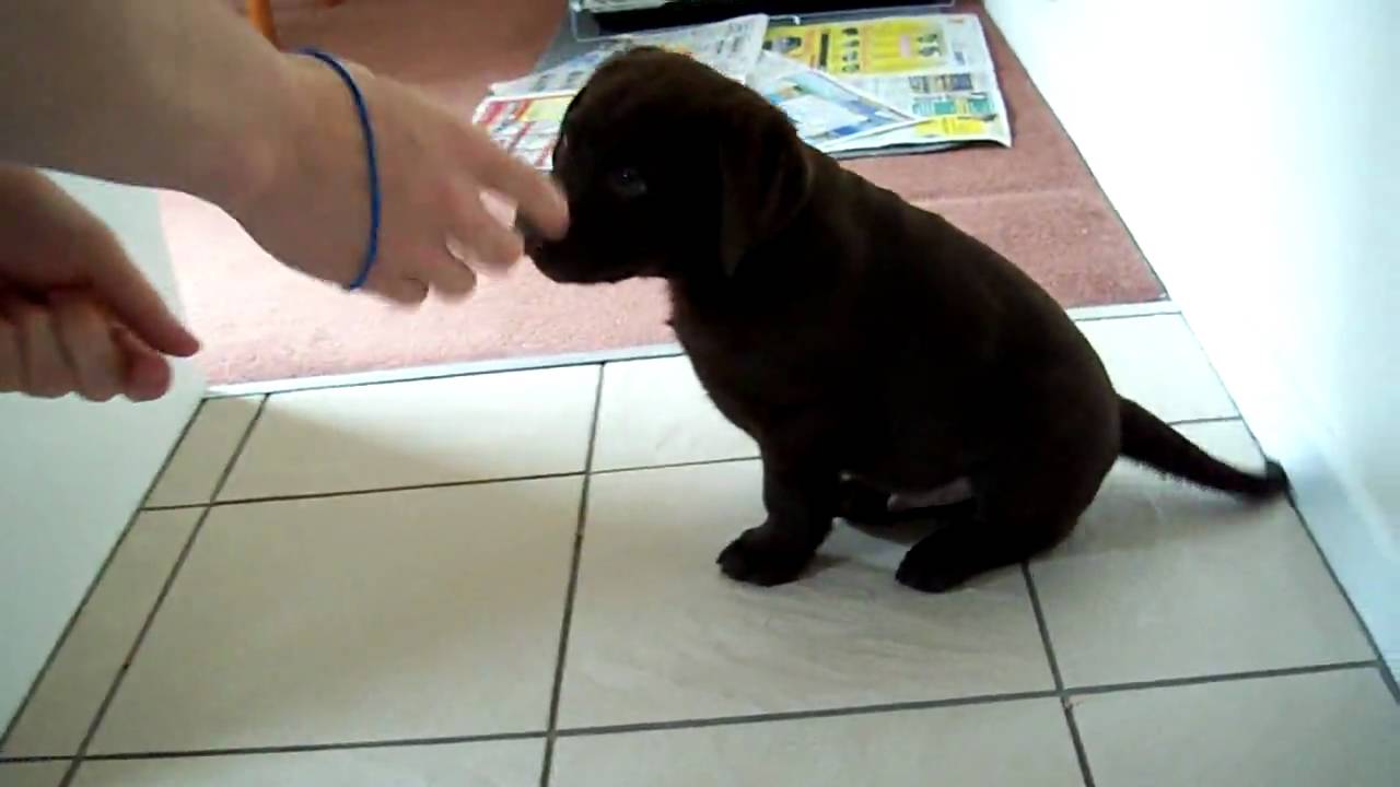 Dexter. Chocolate labrador 8 weeks old