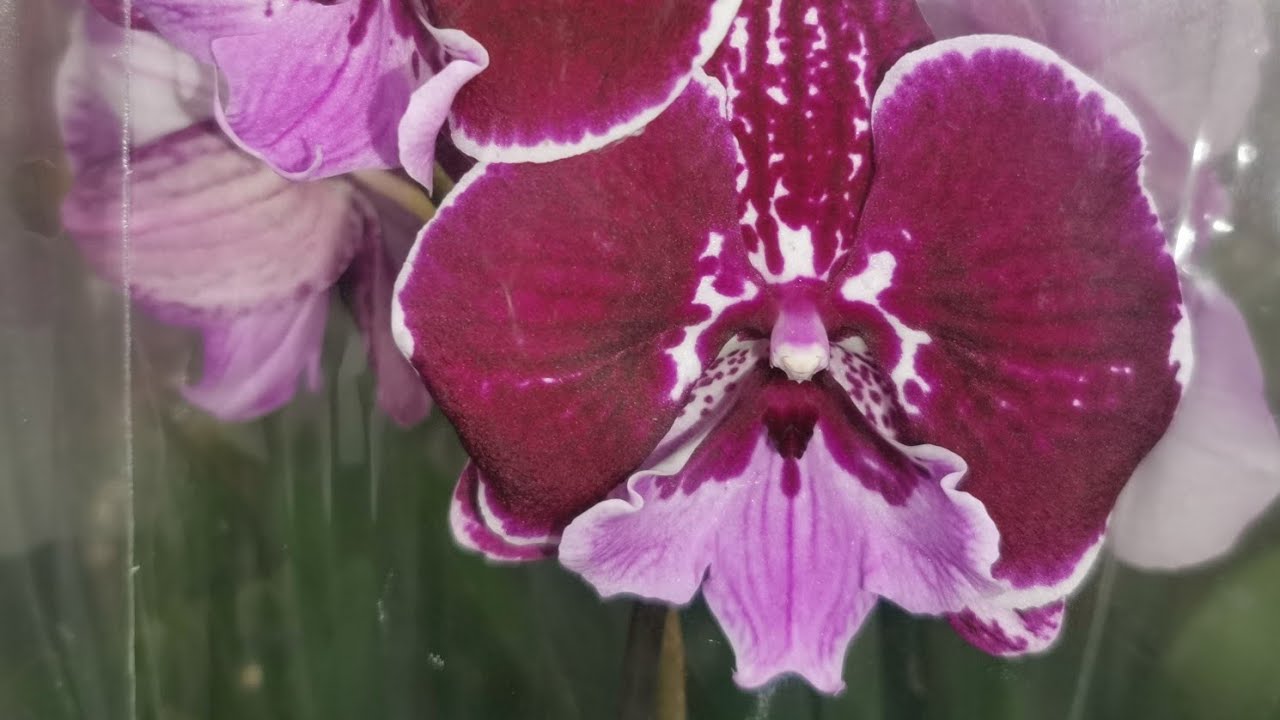 Лемана Про:ПРИВОЗ ОРХИДЕЙ!17.03.26,Самара, ТЦ Космопорт, ул.Дыбенко,30