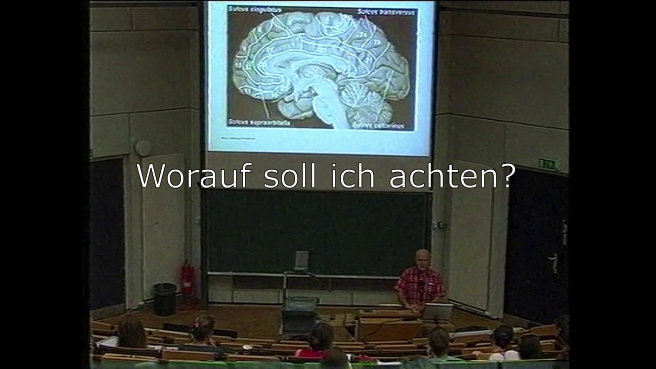 Der anteriore cingul&auml;re Cortex