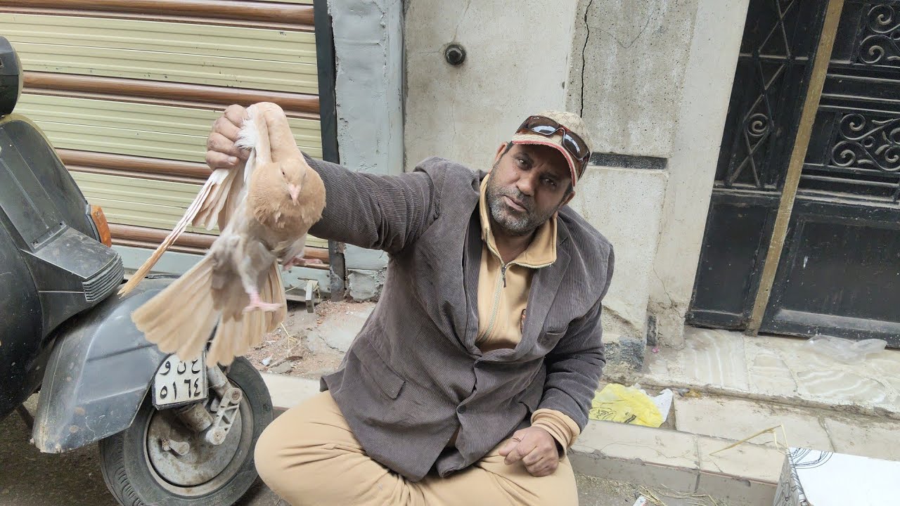 سوق المحله 😱 اسعار الحمام التقيل الكينج واللاحم والروماني بارقام التليفونات #العناني 