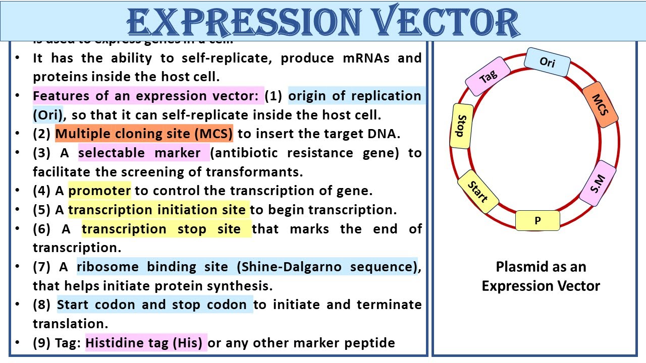 Expression Vector | Study Smart Not Hard