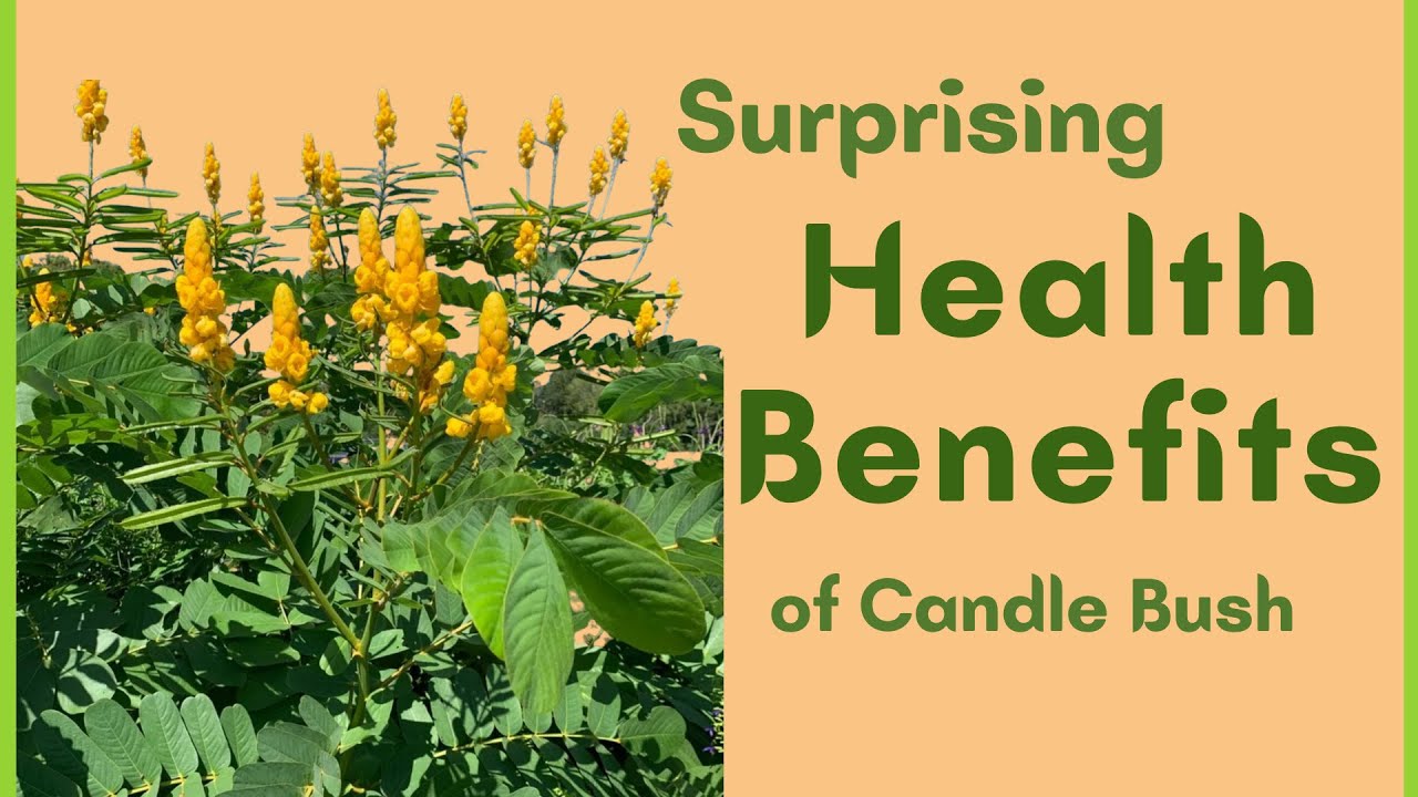 The Health Benefits of Candle Bush 2023