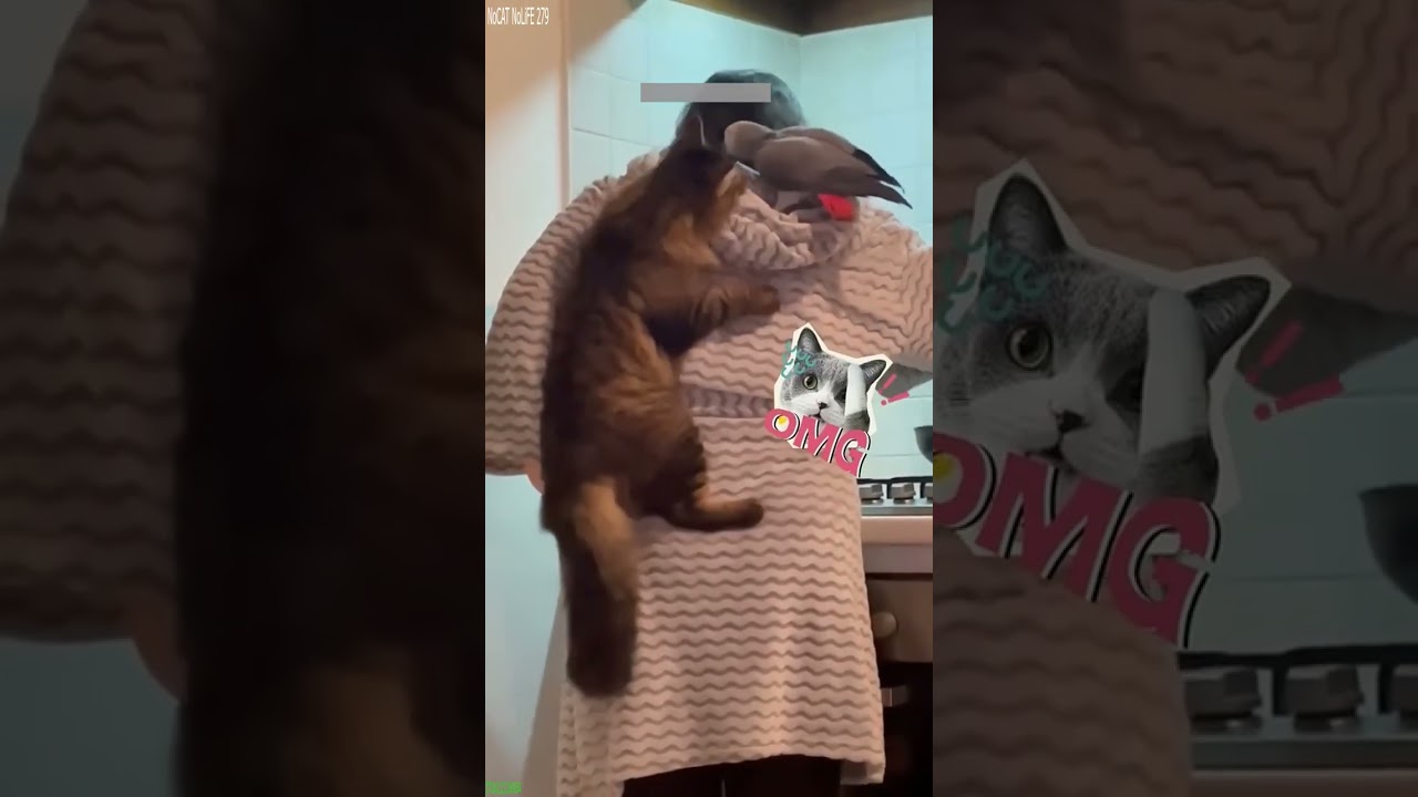 Funny Pets 😼 funny cats moments 😻 # Ep 8174
