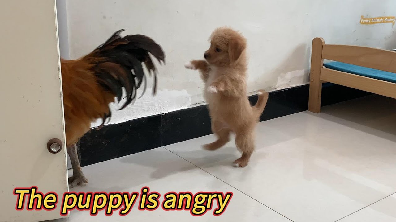 So funny! The rooster got angry at the hen, and the puppy was very angry! The hen was very touched