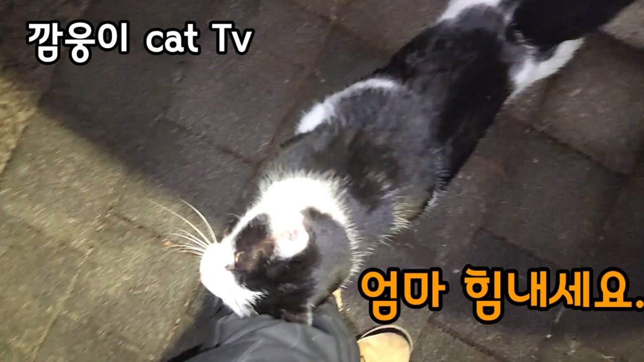 길고양이 급식소 훼손하고 속상한  마음을 위로 해주던 길고양이 