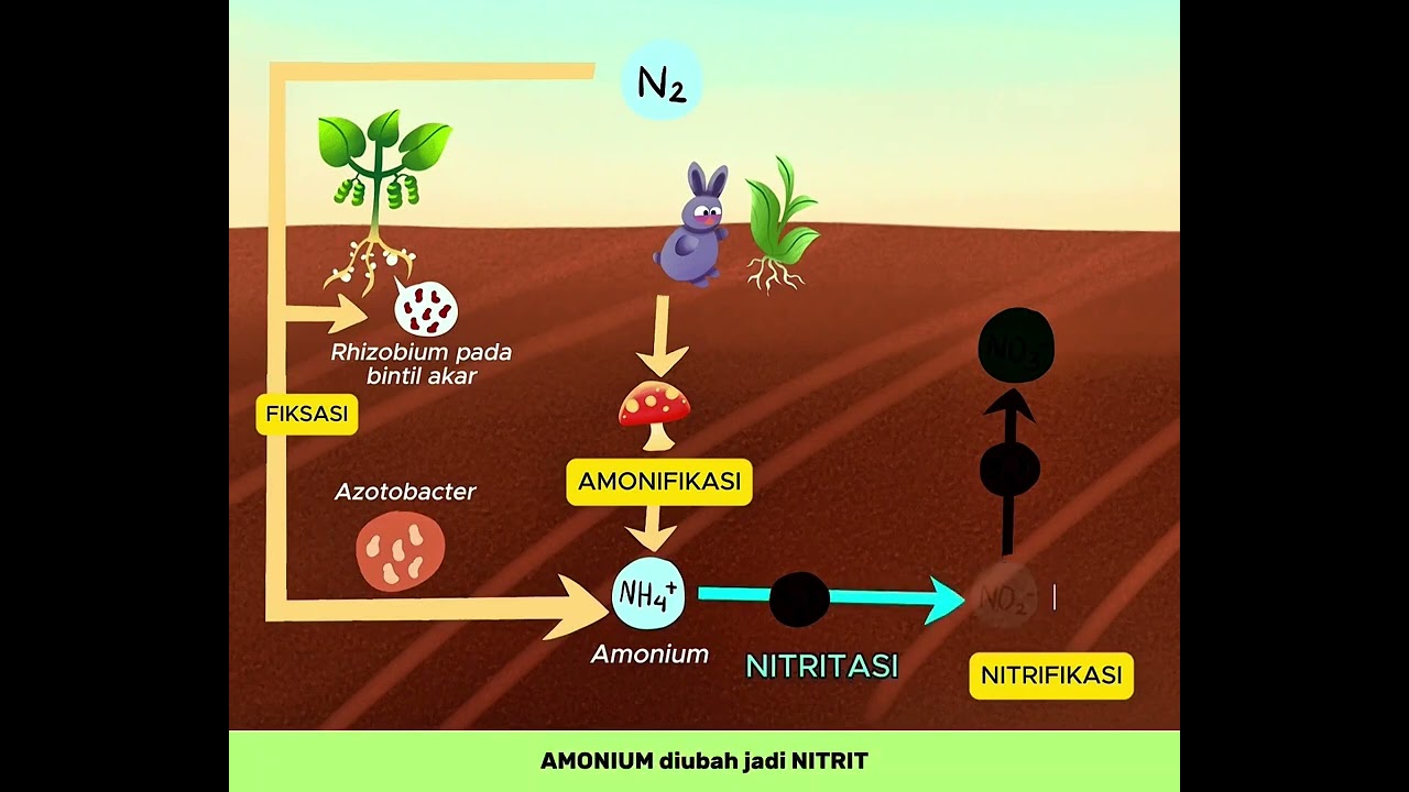 DAUR NITROGEN || MATERI EKOSISTEM - BIOGEOKIMIA