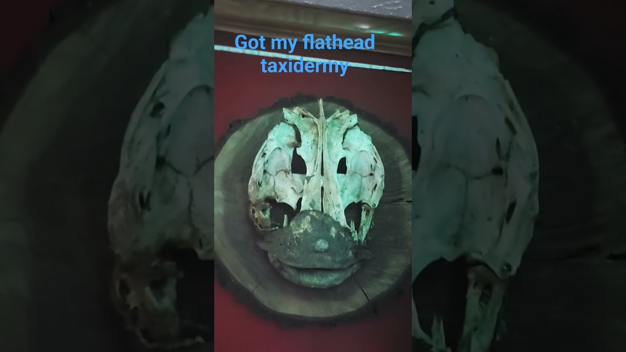got my flathead taxidermy. 