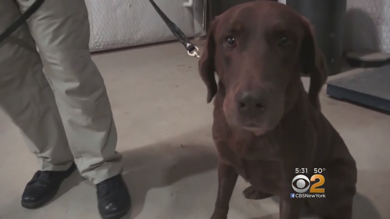 TSA Expanding K-9 Program