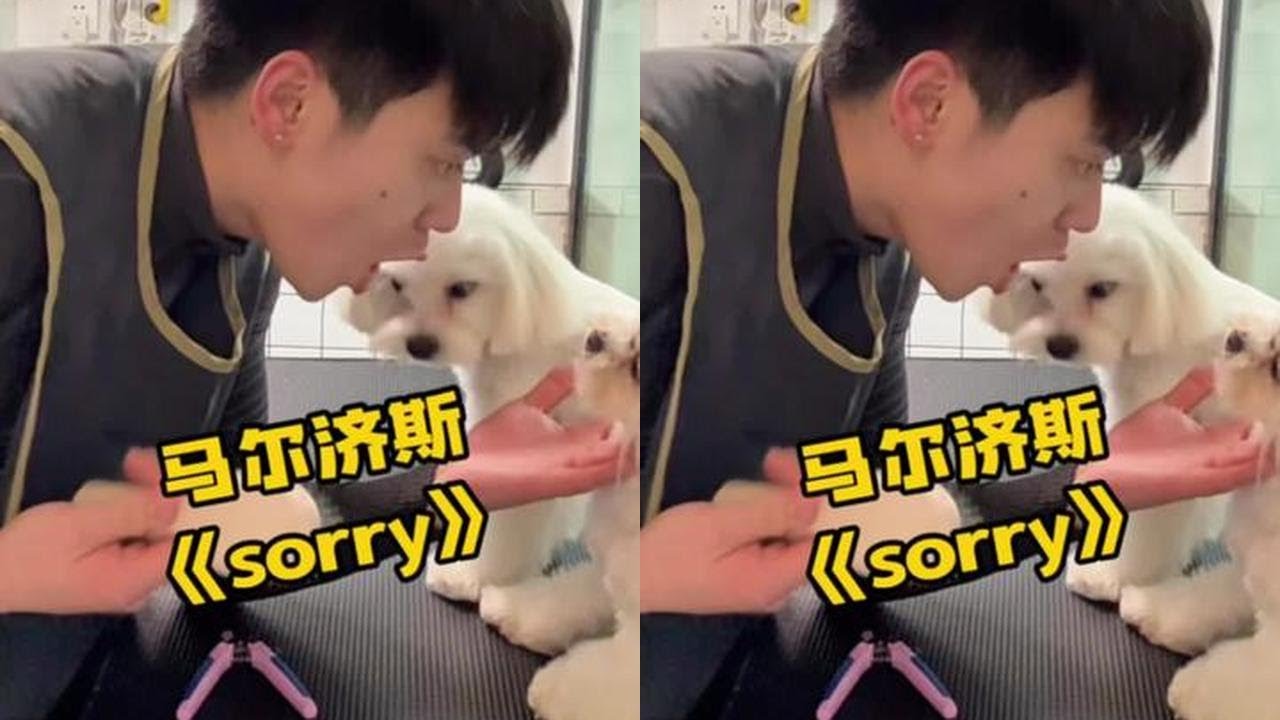 主人说一定要韩流洗护，行吧…. #superjunior #马尔济斯 #宠物#宠物洗护跳舞 #男模